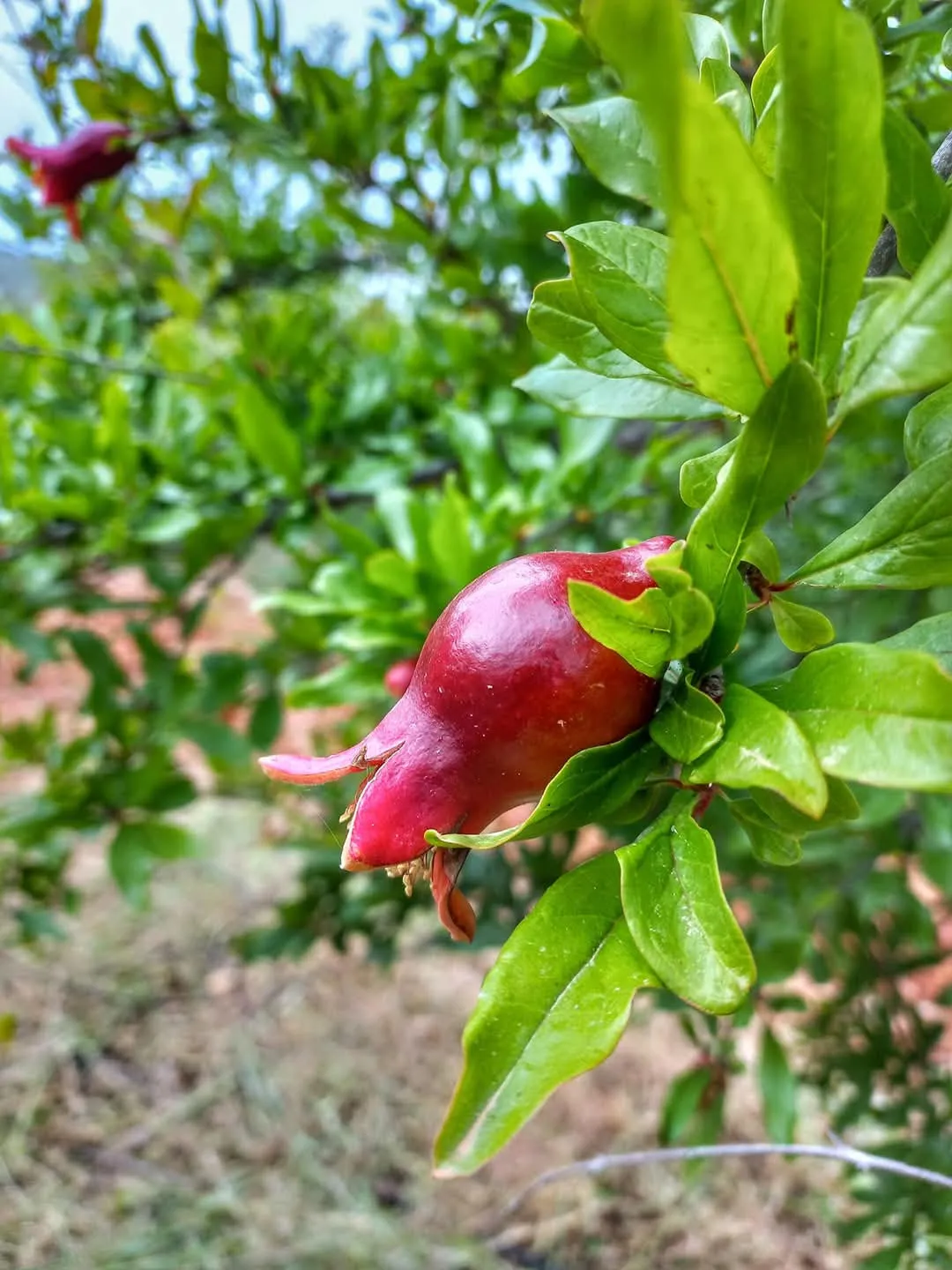 new fruit