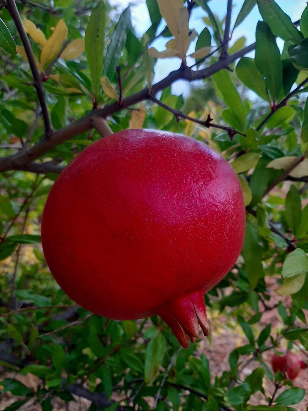 pomegranate 2
